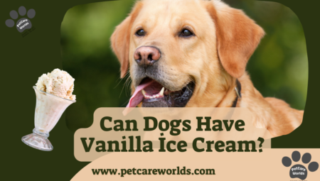 Can Dogs Have Vanilla İce Cream? 2025