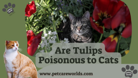 Are Tulips Poisonous to Cats? 2025