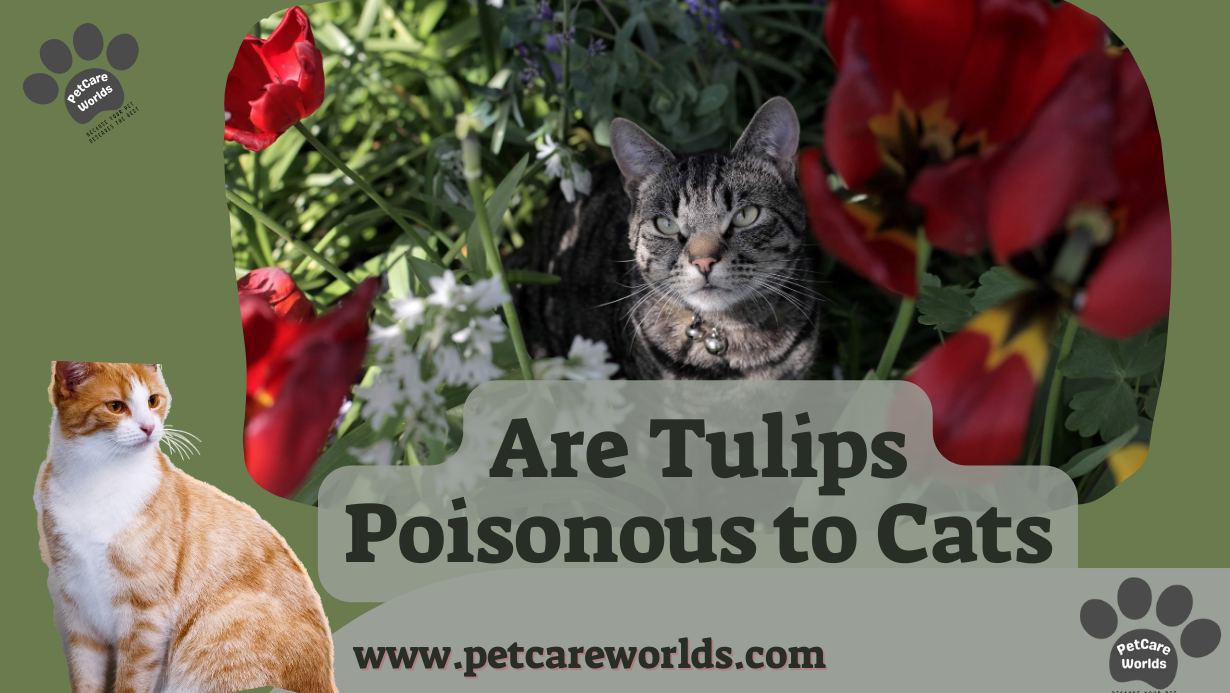 Are Tulips Poisonous to Cats