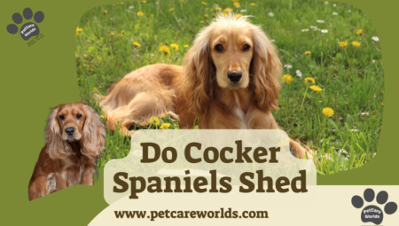 Do Cocker Spaniels Shed? 2025