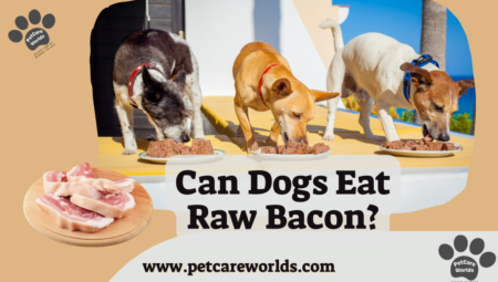 Can Dogs Eat Raw Bacon? 2025