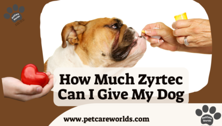How Much Zyrtec Can I Give My Dog? 2025