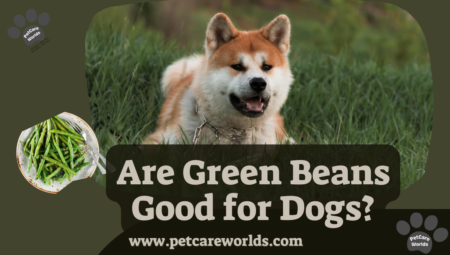Are Green Beans Good for Dogs? 2025