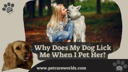 Why Does My Dog Lick Me When I Pet Her? 2025