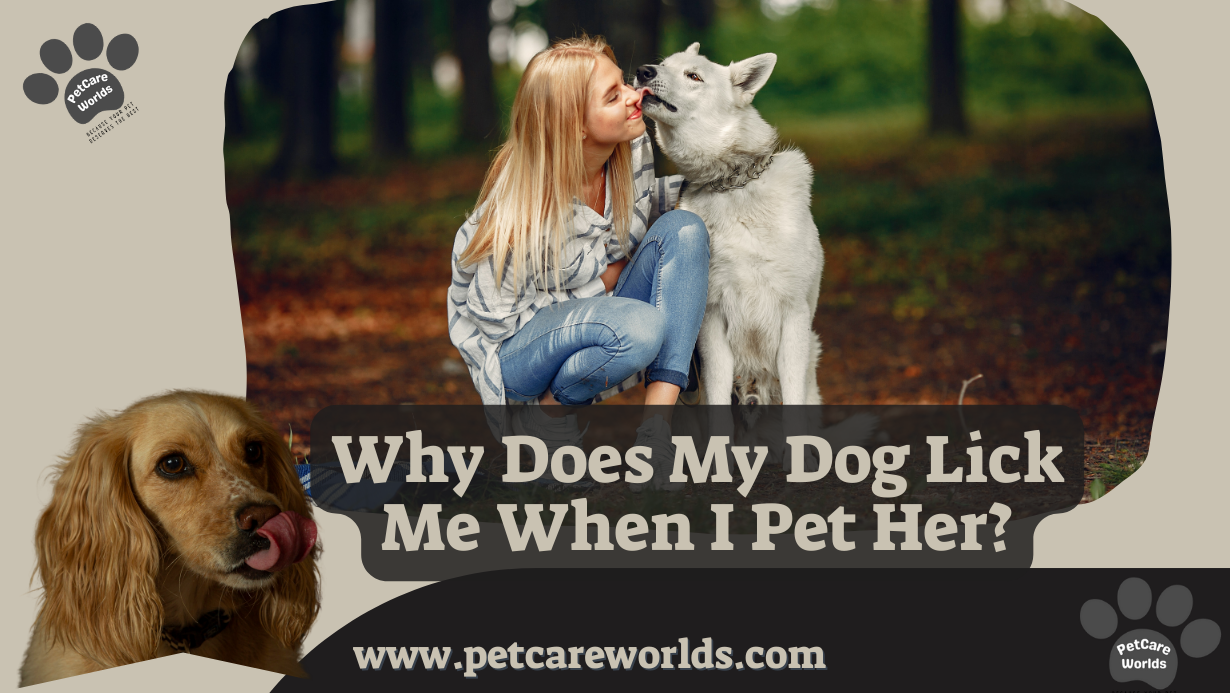 Why Does My Dog Lick Me When I Pet Her?