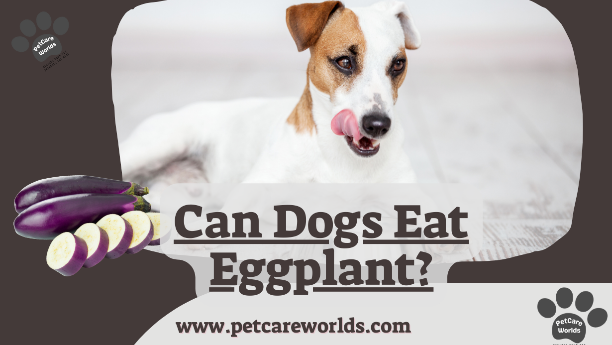 Can Dogs Eat Eggplant?