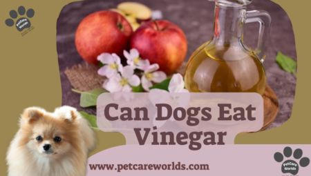 Can Dogs Eat Vinegar? 2025