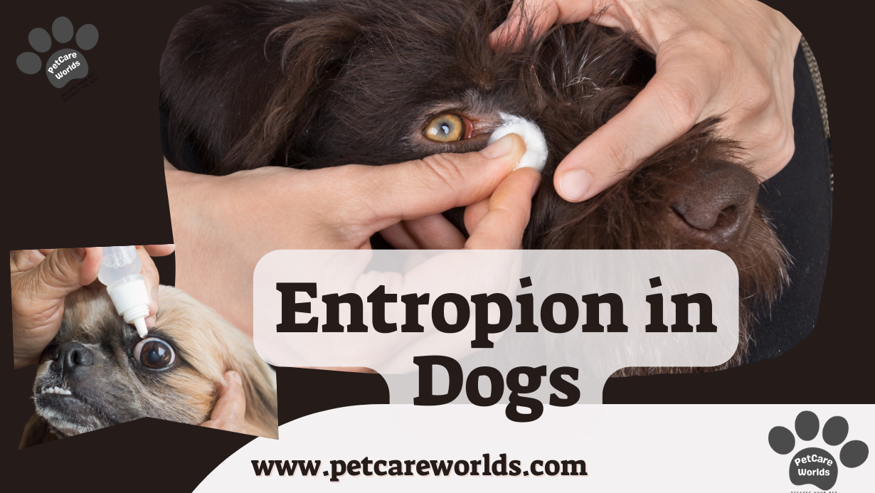 Entropion in Dogs