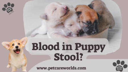 Blood in Puppy Stool? 2025