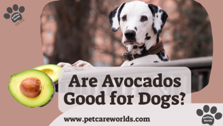 Are Avocados Good for Dogs? 2025