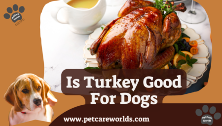 Is Turkey Good for Dogs? 2025