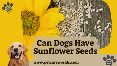 Can Dogs Have Sunflower Seeds? 2025