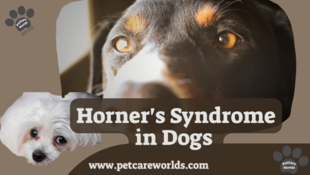 Horner’s Syndrome in Dogs 2025